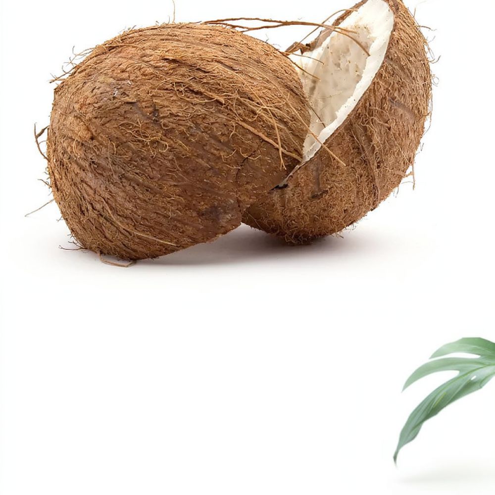 Premium Dehydrated Coconut Coi - đánh giá và giá Substrate Coconut Fiber